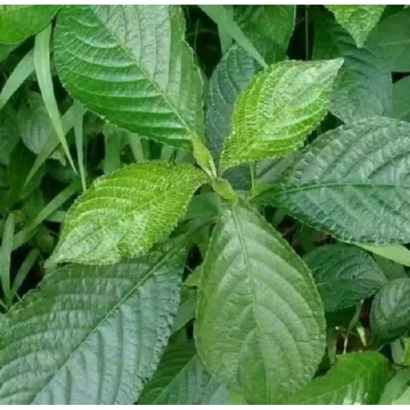 

KEJI BELING SEGAR 500GRAM