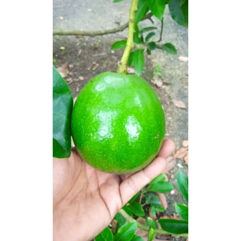 Entres Alpukat Miki / Cipedak Depok