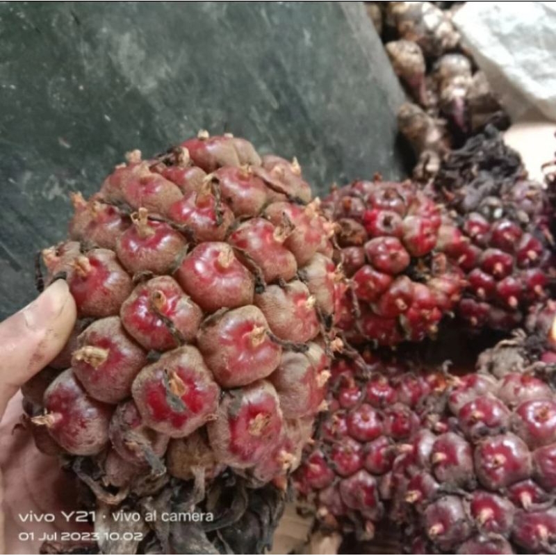 

BUAH KECOMBRANG BUAH HONJE LAKA PAKET 500 GRAM