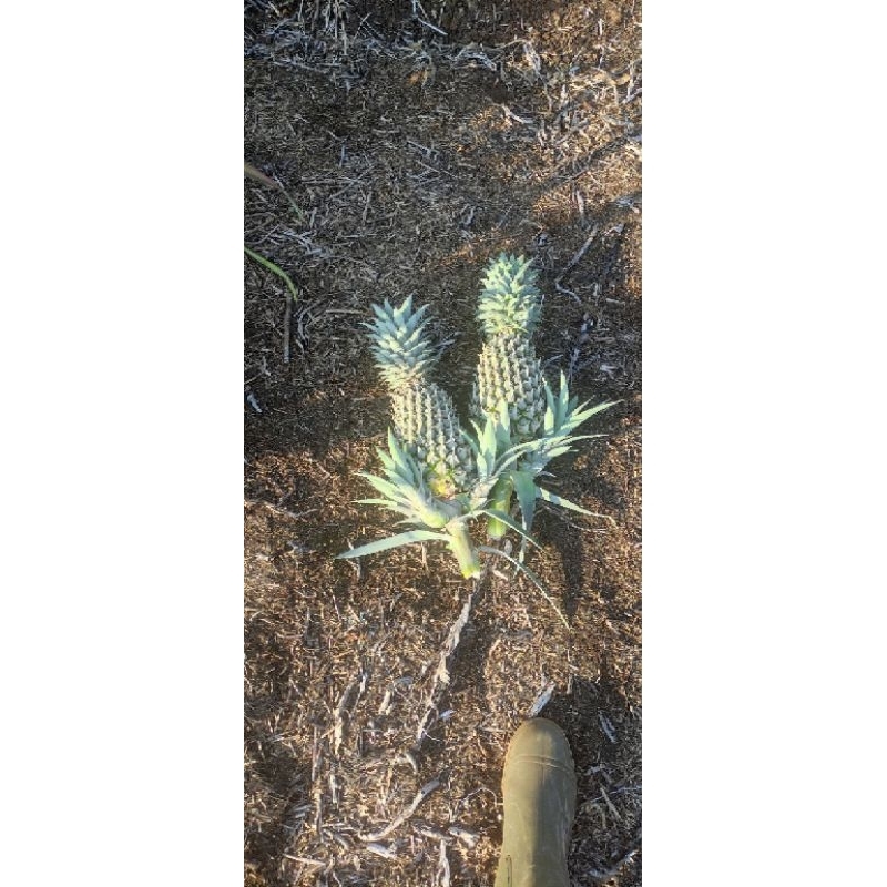 

nenas/nanas muda per 100 buah