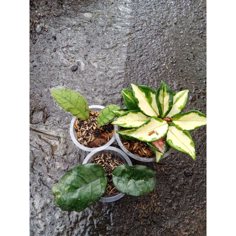 Tanaman Hias paket 3pot Hoya