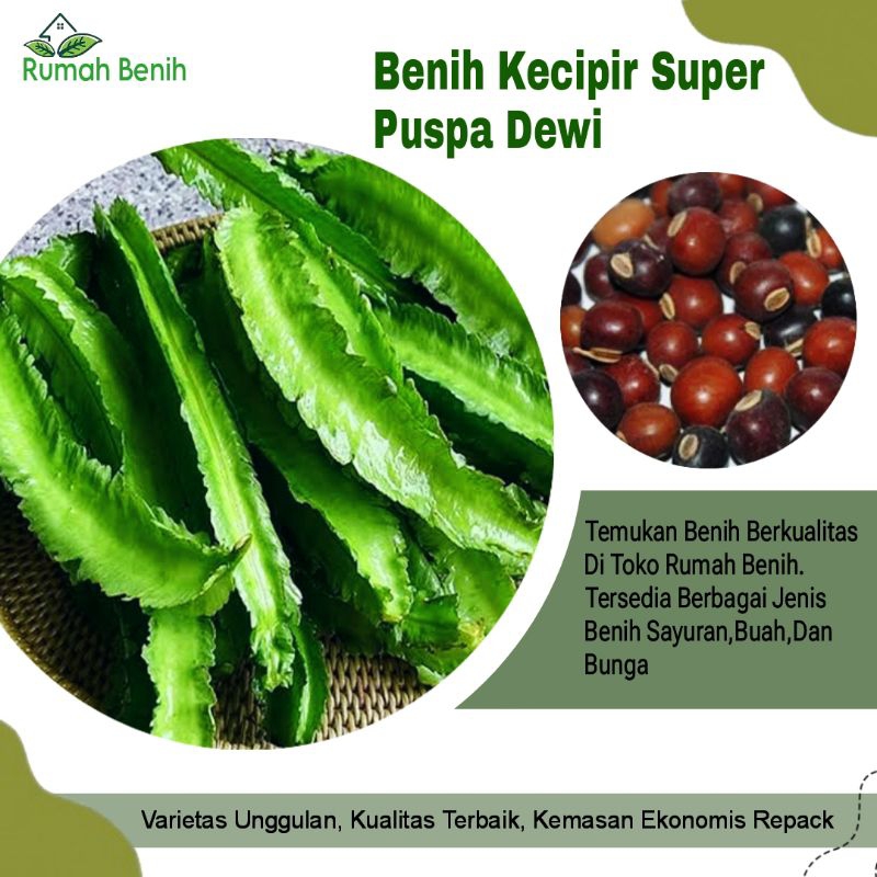 Benih Kecipir Super Puspa Dewi / Bibit Benih Sayuran Kecipir Unggul / Biji Benih Kecipir Hijau / Ben