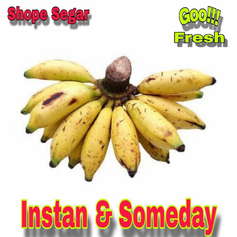 

Buah Pisang Lilin Lampung Pisang Lilin Kecil 1 sisir