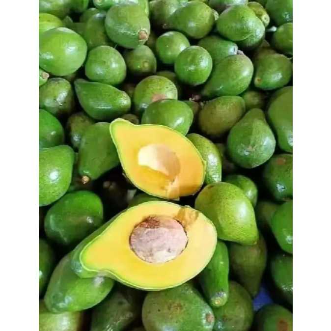 

Alpukat Mentega 1kg kuning murah pulen