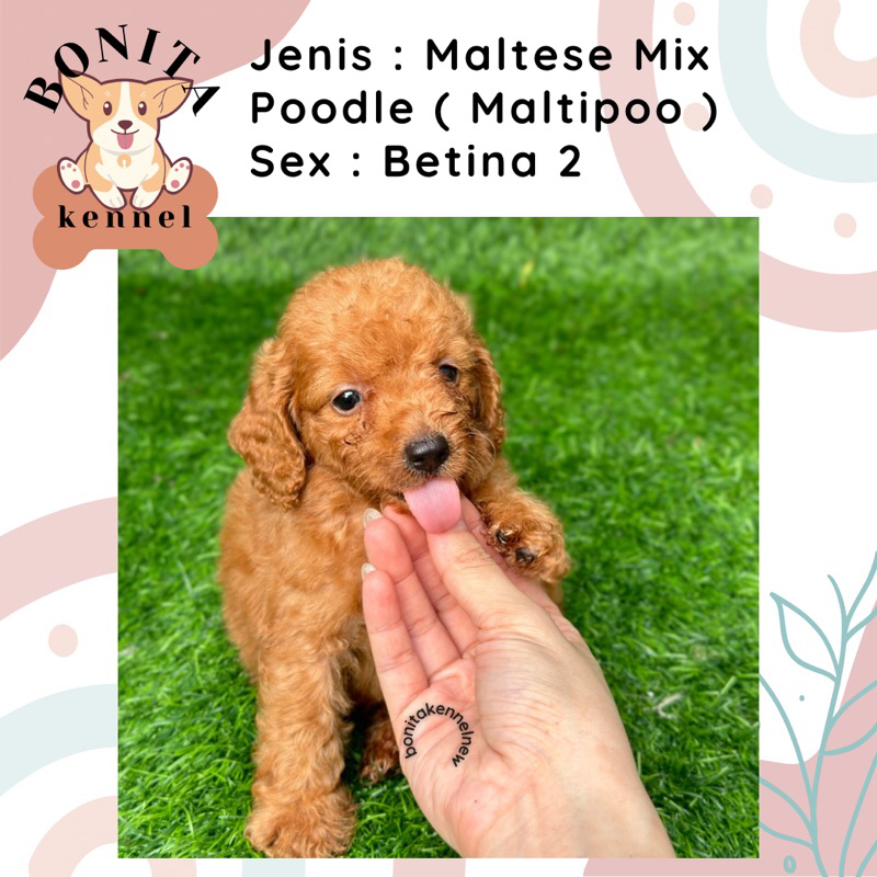 Maltipoo Maltese Mix Poodle Anak Anjing Maltese Poodle Betina Jantan