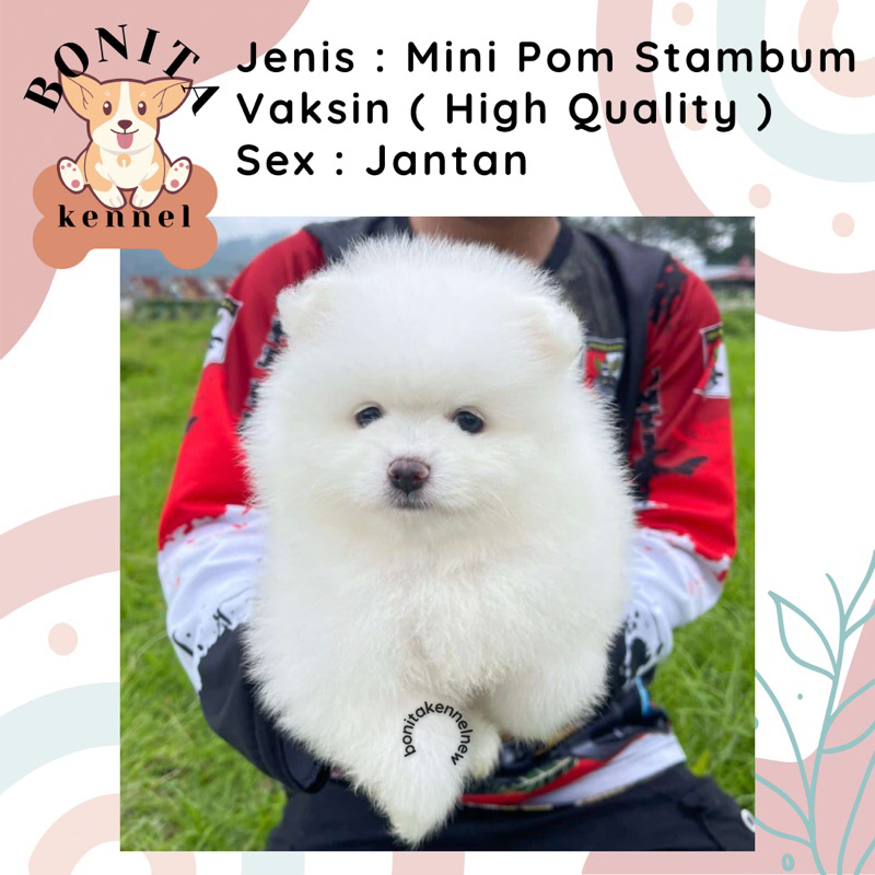 Mini Pom Stambum Snow White Sable Jantan Anak Anjing Minipom Mini Pomeranian