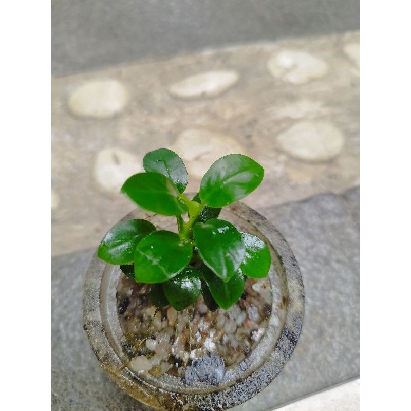 anubias petite