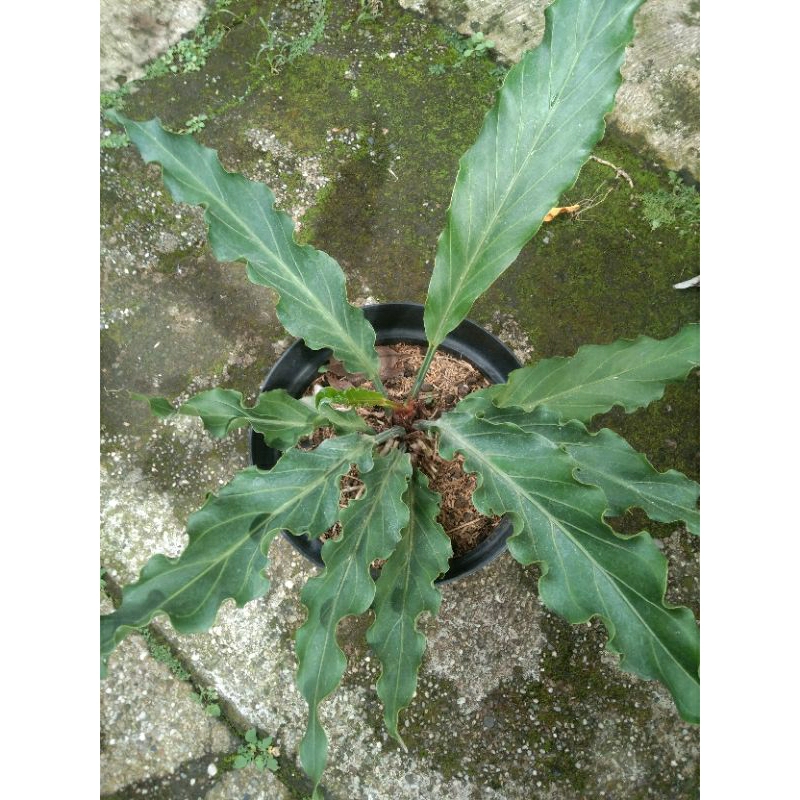 Tanaman hias gelombang cinta dewasa