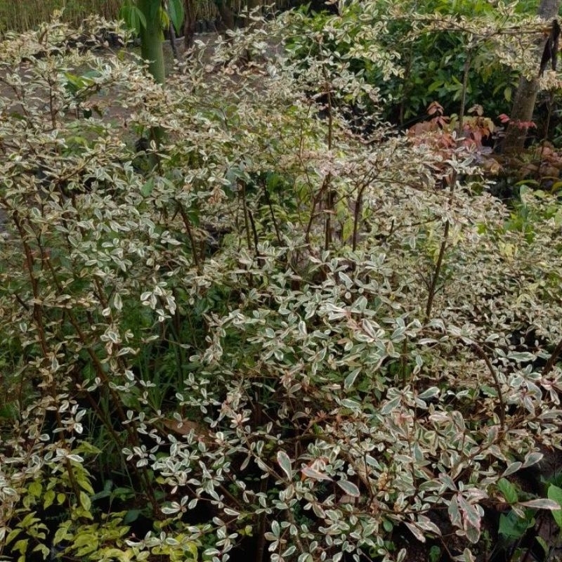 Bibit Tanaman Ketapang Kencana Varigata Batang Besar Tinggi