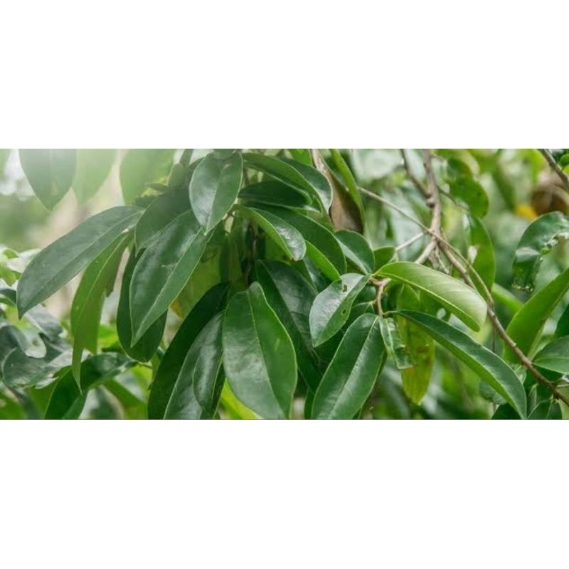 

Daun Sirsak Fres metik dadakan 50 lembar