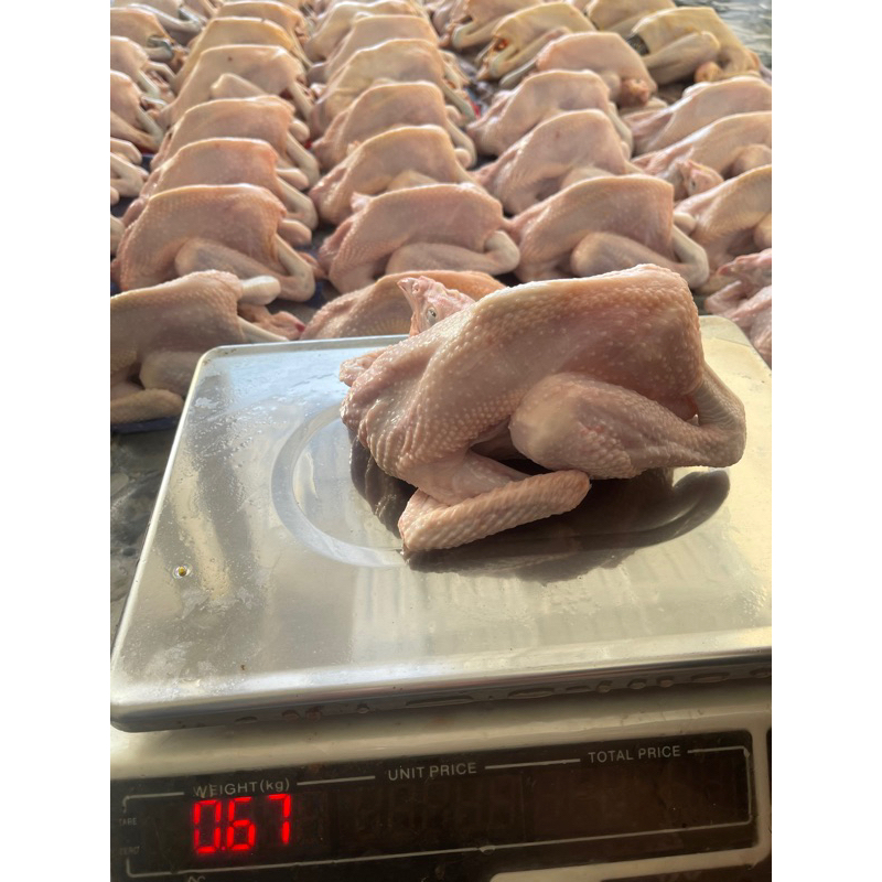

Ayam Kampung Asli 600-700 gr