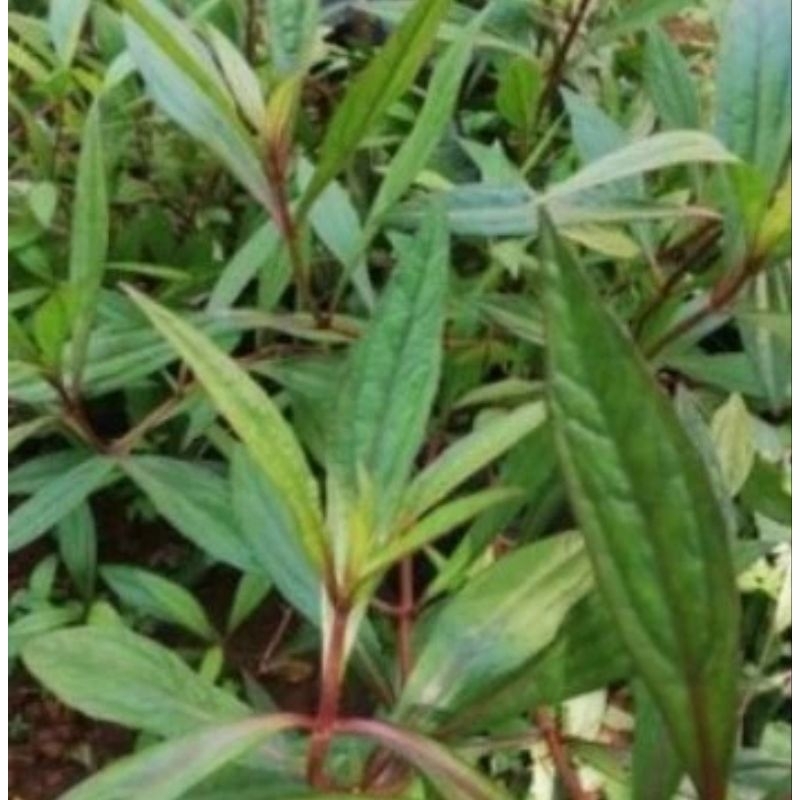 Bibit batang daun genjik daun prasman siap tanam 200gram