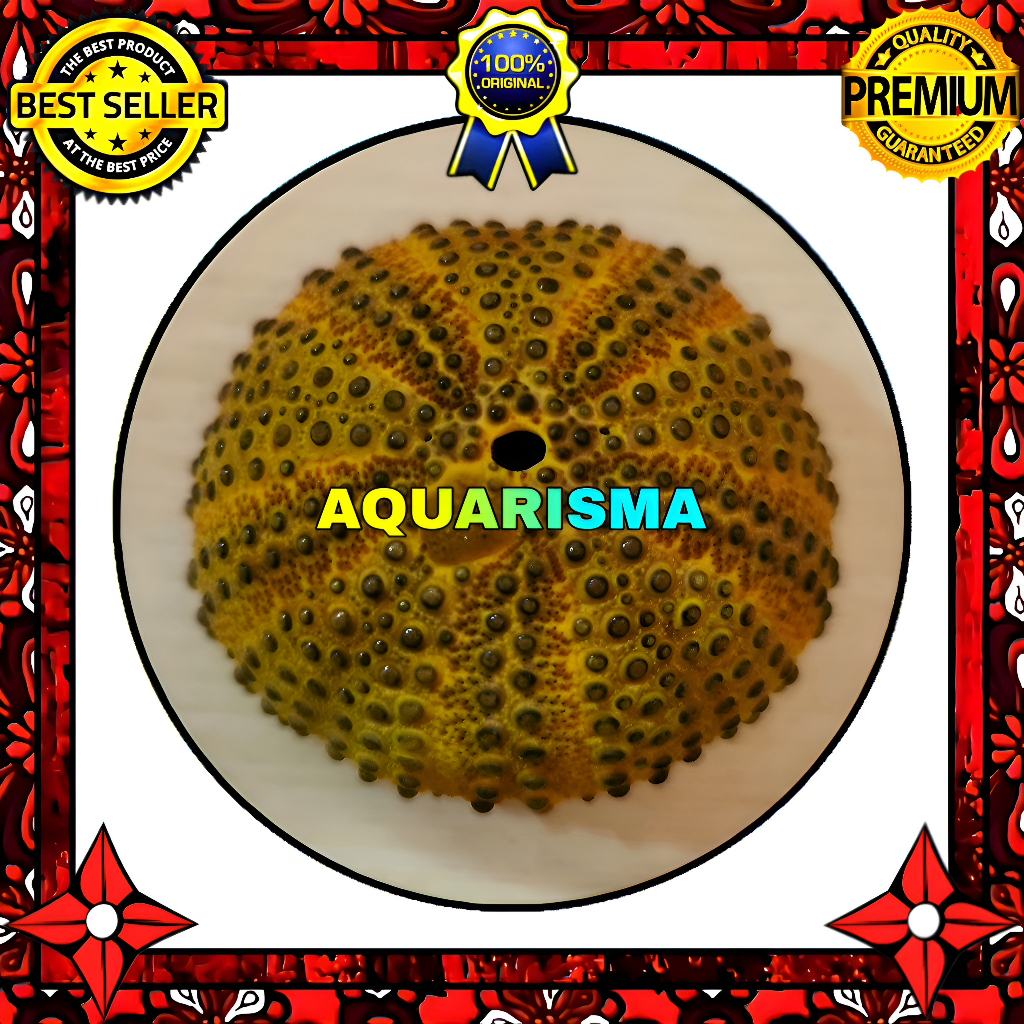 HIASAN DAN KOLEKSI - CANGKANG BULU BABI GOLDEN COLOBOCENTROTUS SEA URCHINS GRADE A+
