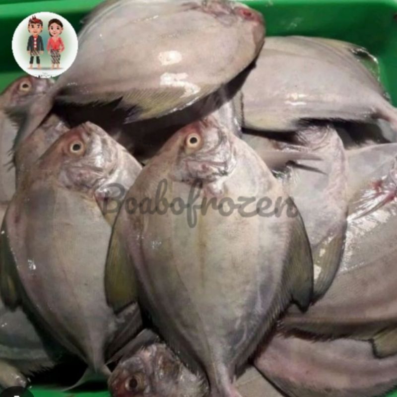 

bawal laut hitam harian segar fresh dan frozen beku 1kg