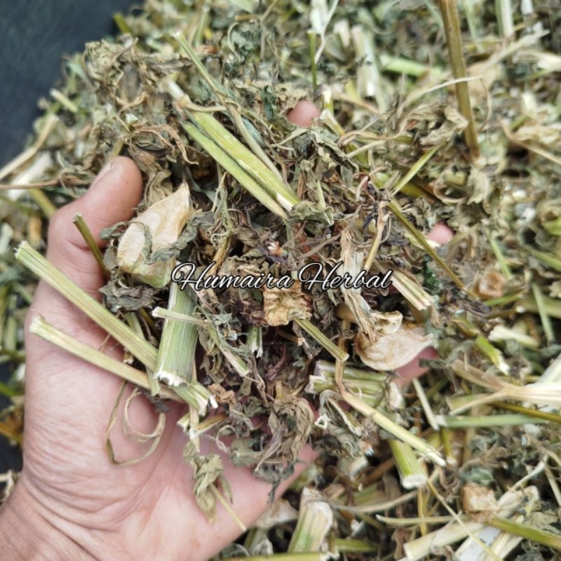 

Ciplukan Kering 500Gram Obat Herbal Terdiri Dari Batang Daun Dan Buah Ciplukan Kering