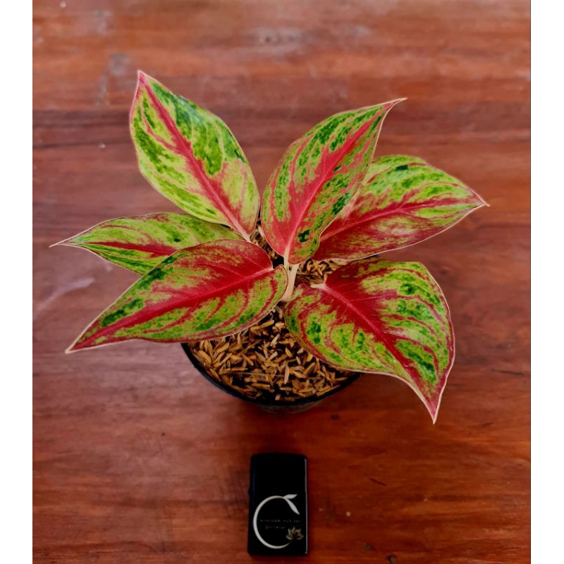 Aglonema sweet heart