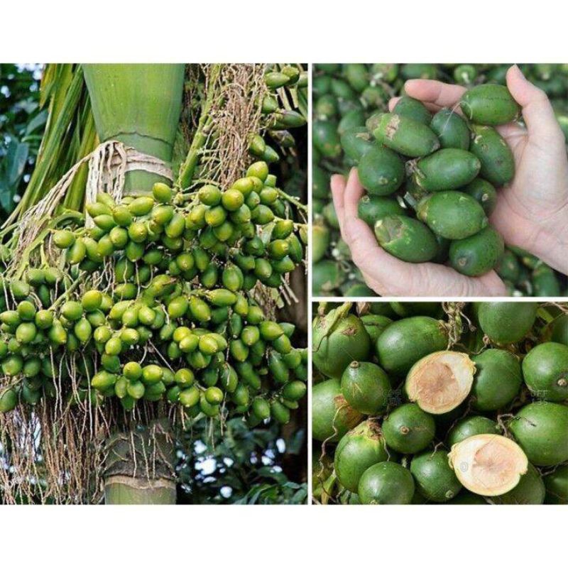 

Buah pinang segar fres 1kg/ selalu redy stok /harga murah
