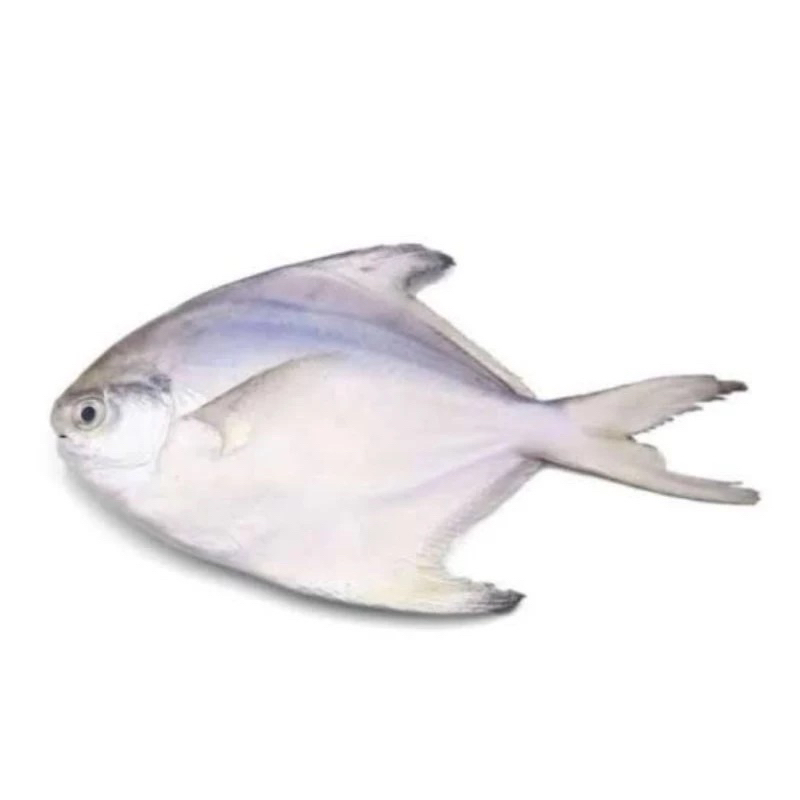 

Ikan bawal Putih / Hitam segar 1 kg