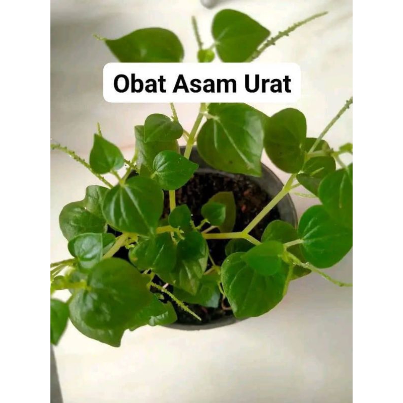 

Daun suruh cina herbal 500g