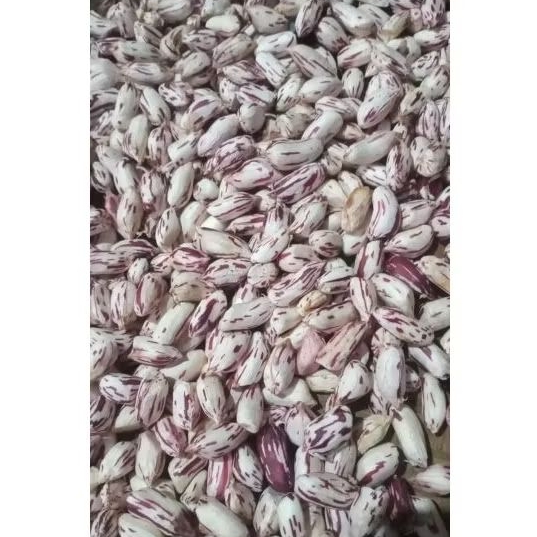 

BIBIT KACANG TANAH BATIK / LURIK SUPER 500 GRAM