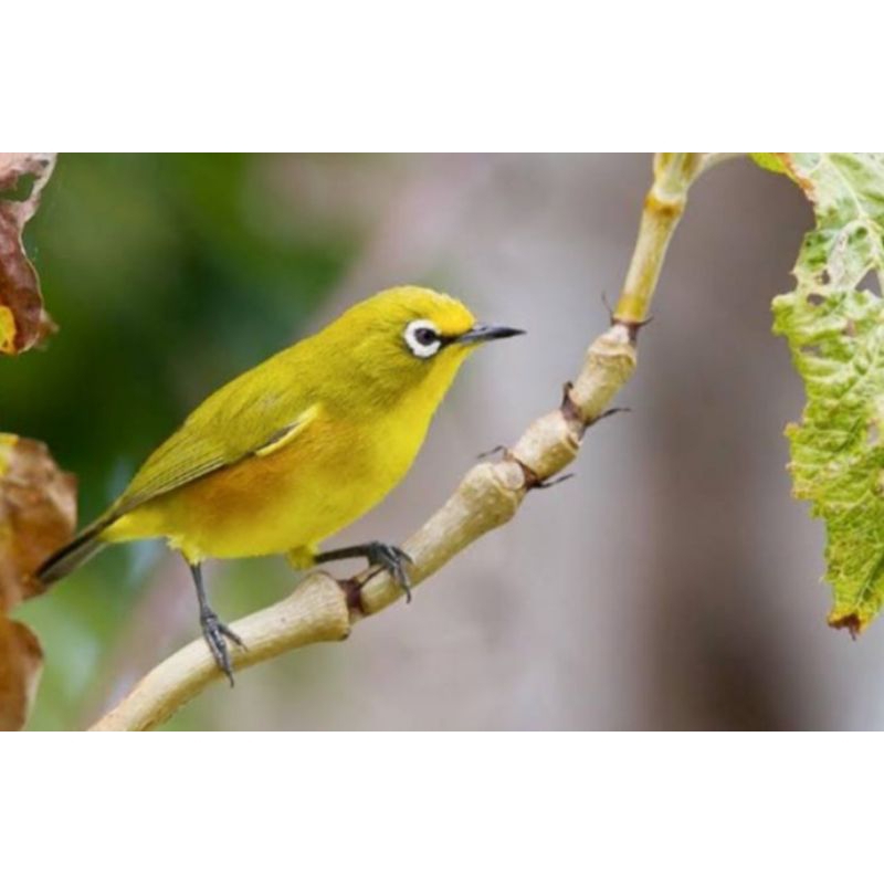 Pleci Dakun Bali - Pleci Dakbal