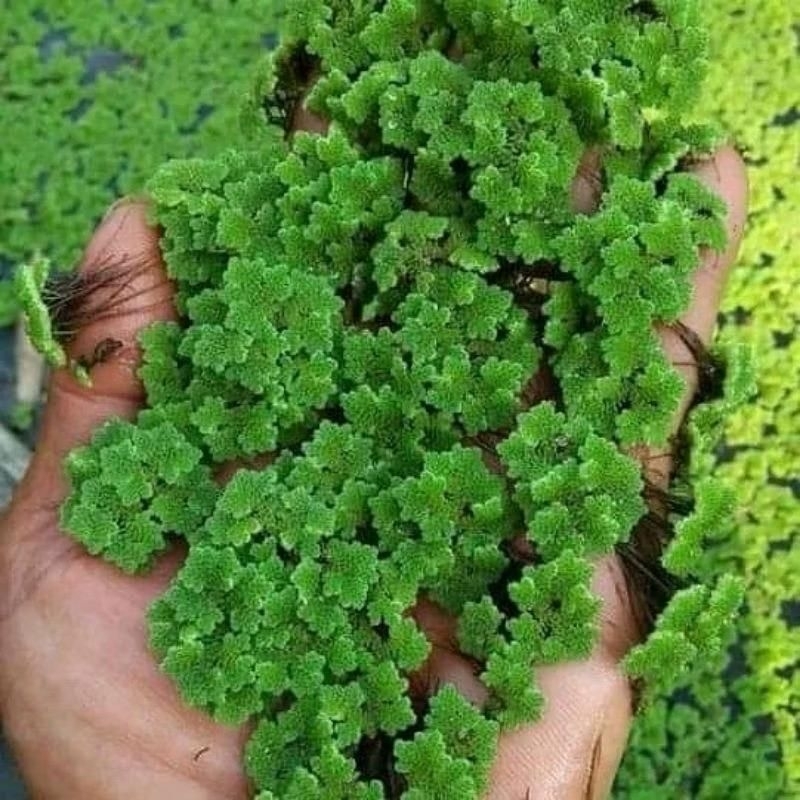 AZOLLA 1 KG azolla 1 kg azolla microphylla azolla banyuwangi unttuk pKan ikan