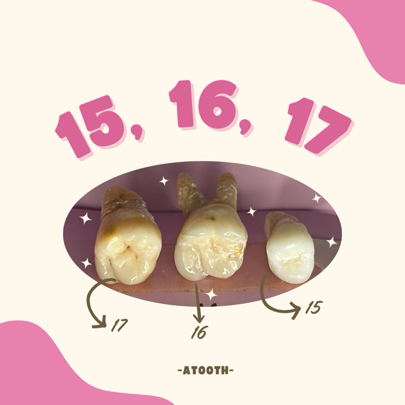 Unsur Gigi praktikum 15, 16, 17