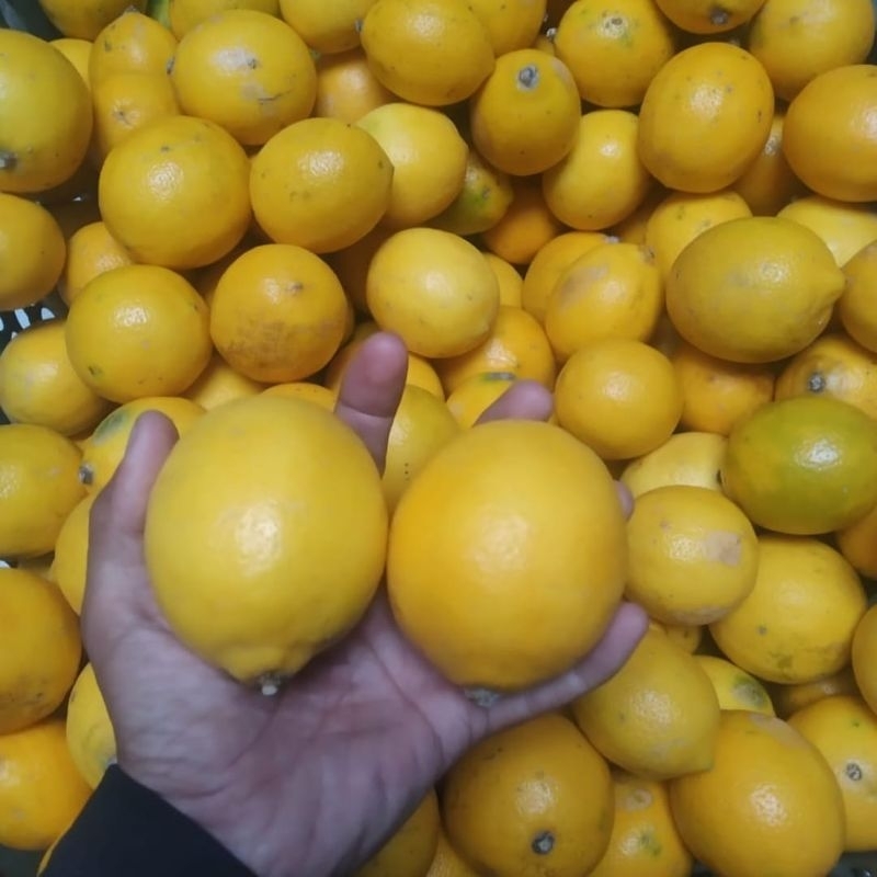 

Lemon California sisa sortir 1kg
