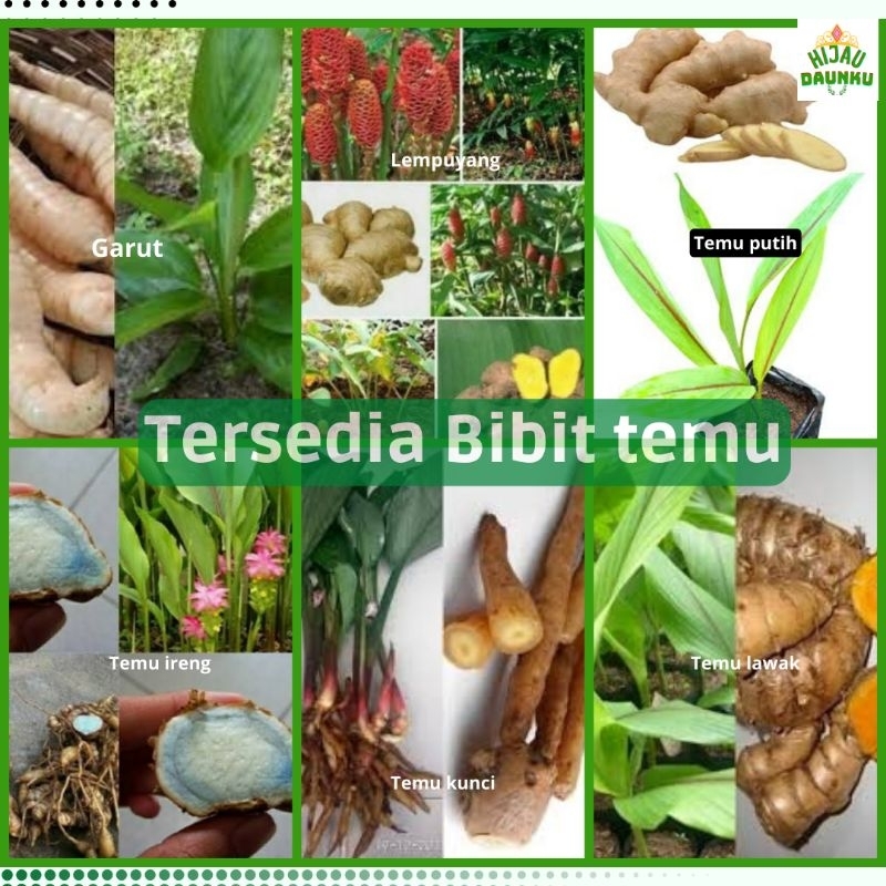 Bibit Garut Temulawak TemuKunci Temu Ireng TemuPutih Lampuyang