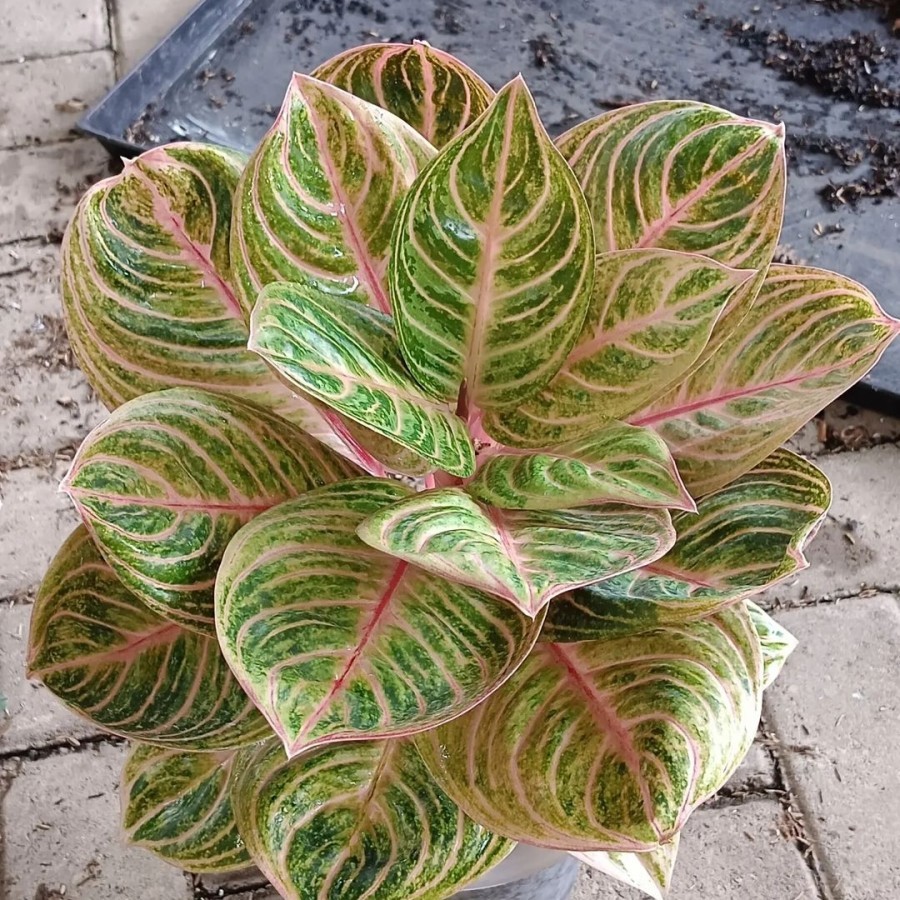 Aglonema Rinjani Bibit Bonggol