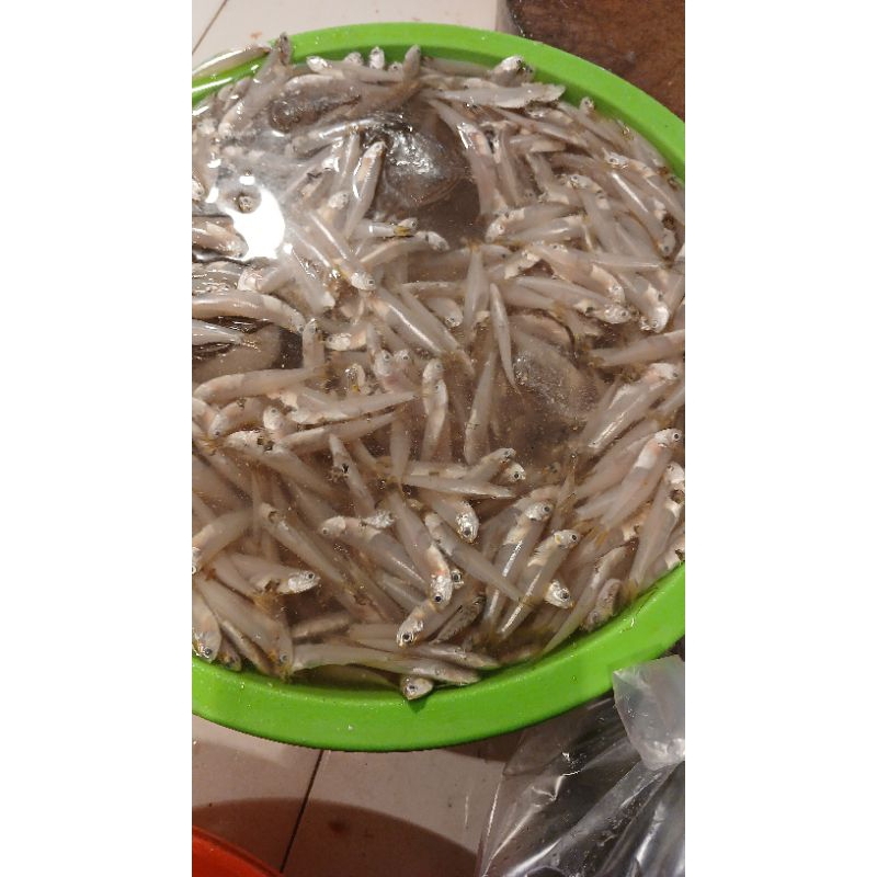 

ikan teri laut segar fresh 500gram PROMO HARI INI