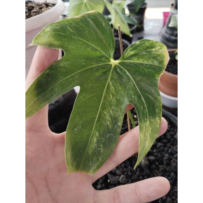 anthurium jari varigata ( bonggol ) sudah tunas