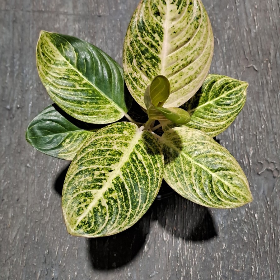 Aglonema Asri Putih Bibit Bonggol