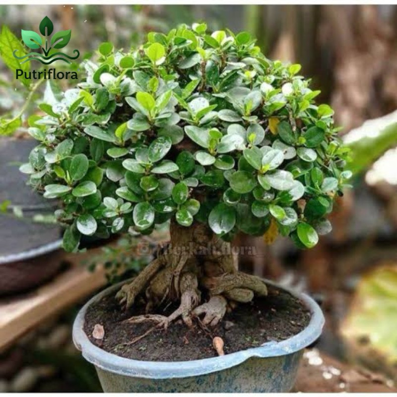 Tanaman hias beringin korea - Pohon beringin korea