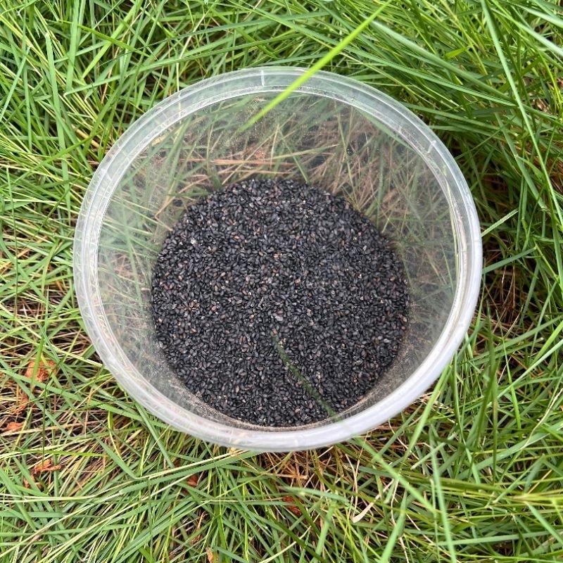 

1kg Biji Selasih Basil Seed Biji Kemangi