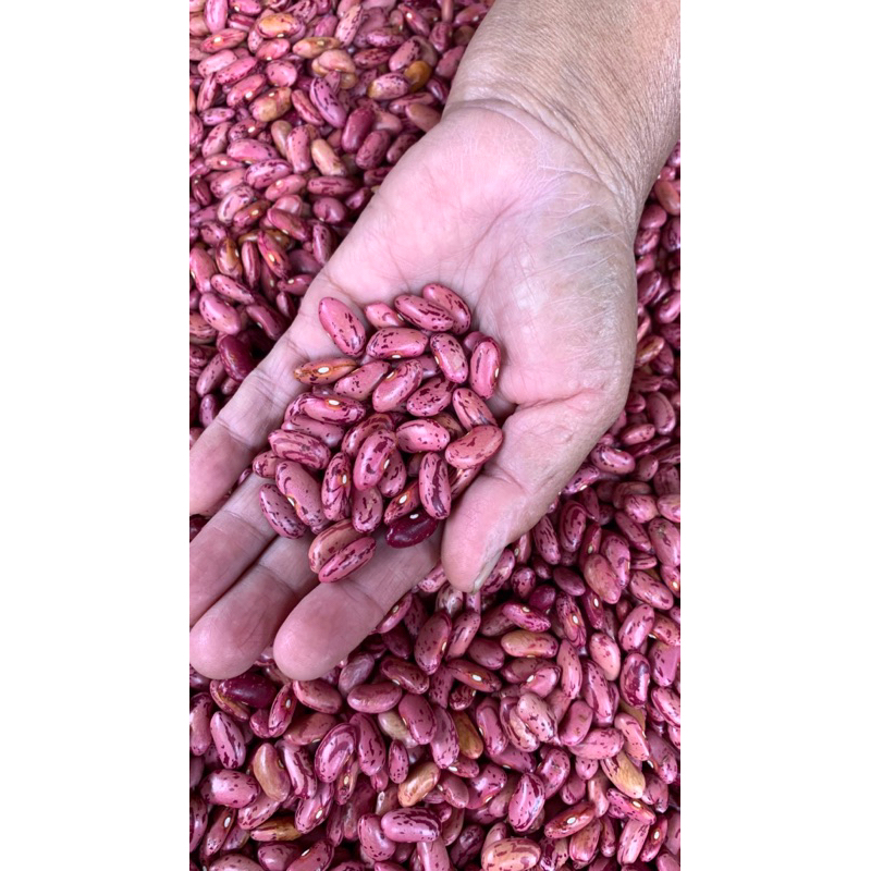 

kacang merah SUPER 500 gr