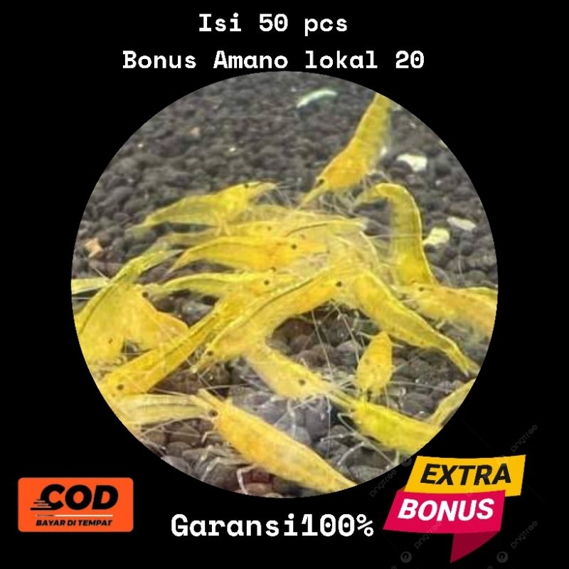 hiasan aquarium yellow Shrimp isi 50 pcs indukan + bonus amano lokal 20pcs