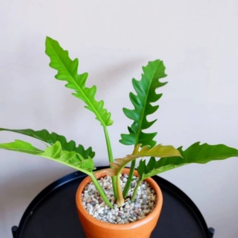 tanaman hias philodendron philo gergaji philo kris green