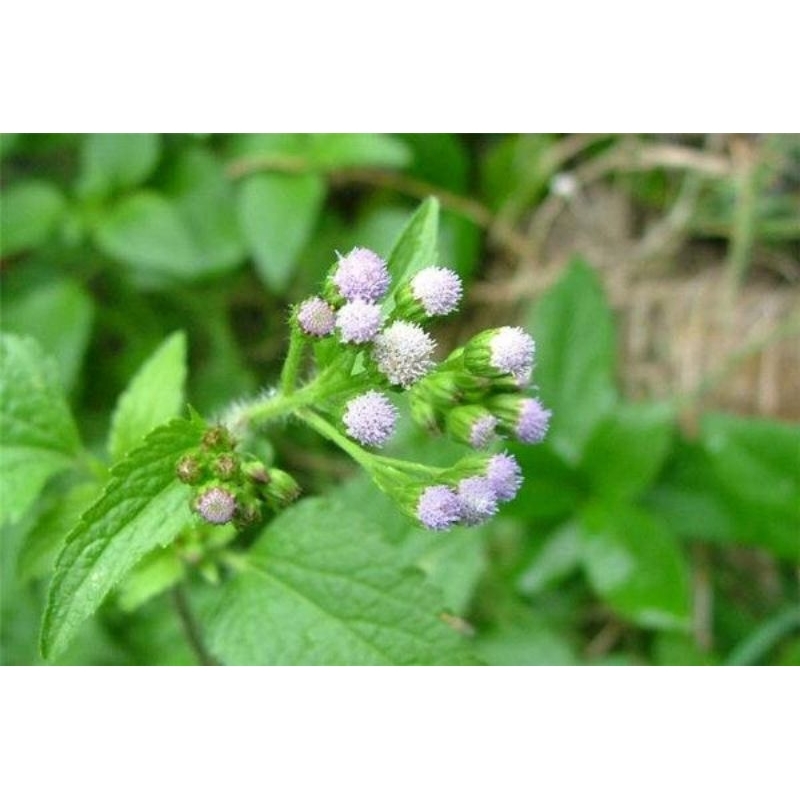 

Daun babandotan /250g