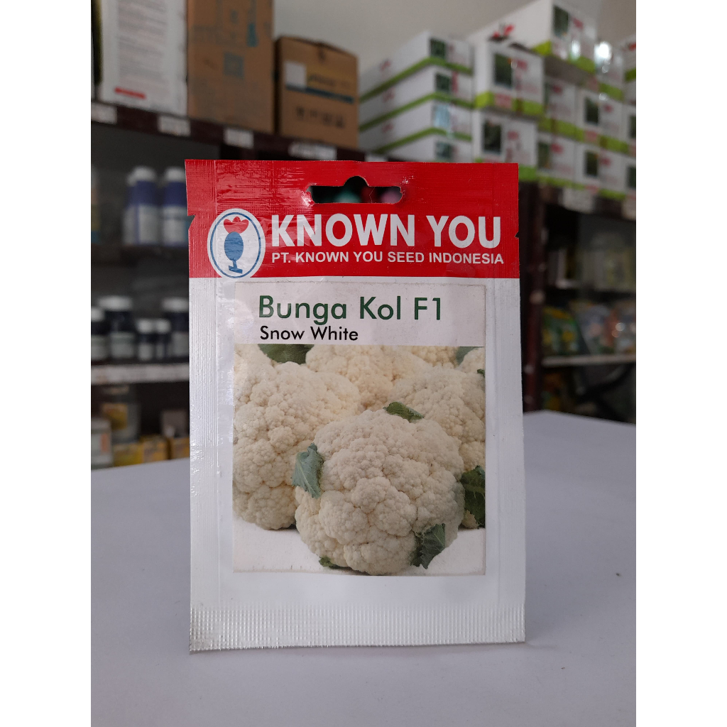 BENIH UNGGUL BUNGA KOL F1 SNOW WHITE