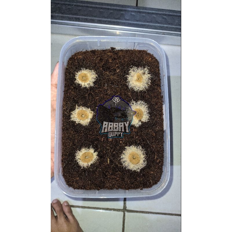 Cocopeat Grindal Worm