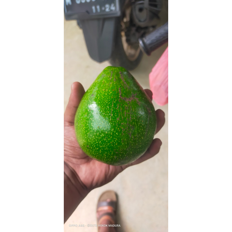 

avocado mentega kuning fresh 1kg dapet 3-4