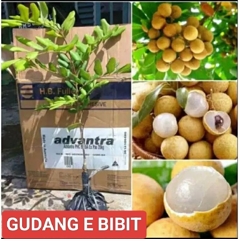 Bibit Kelengkeng Pingpong Hasil Okulasi