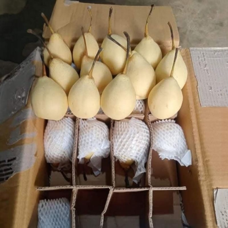 

BUAH SWEET PEAR YA LIE 500gr