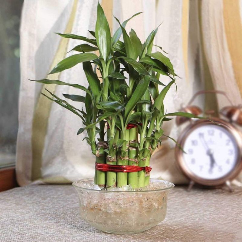 Tanaman Hias Bambu Hoki Susun - Tanaman Bisa Hidup Di air Bambu Hoki