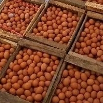 

Telur Ayam 1KG (2KG free ongkir)