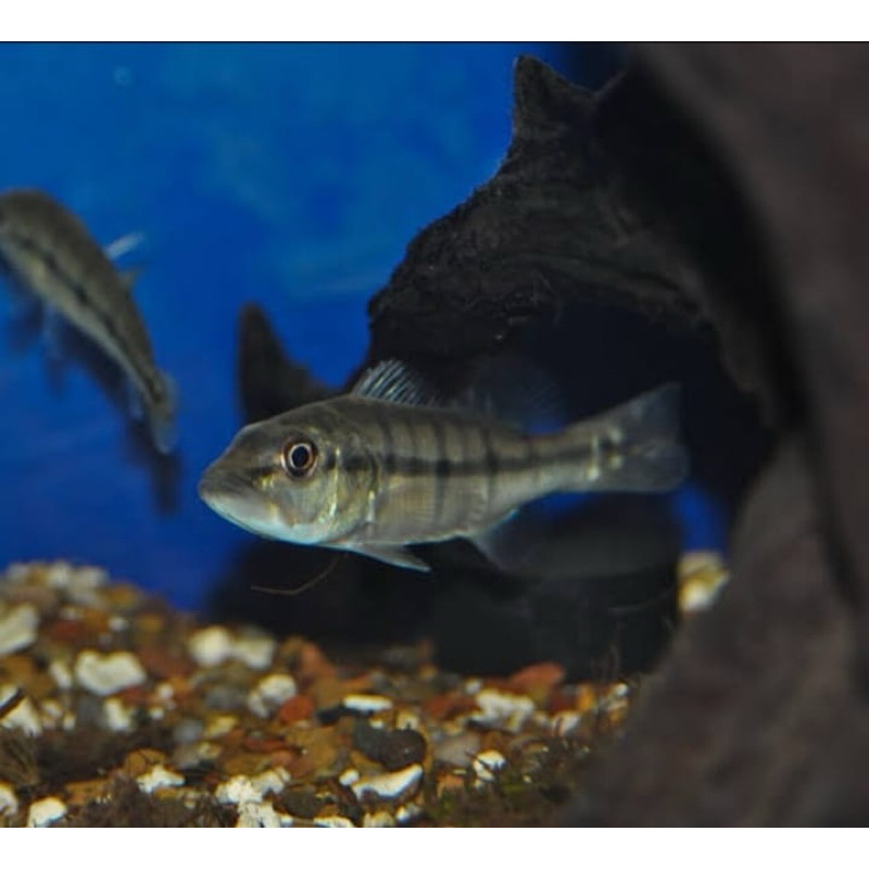 hiasan aquarium pbass xingu aquarium