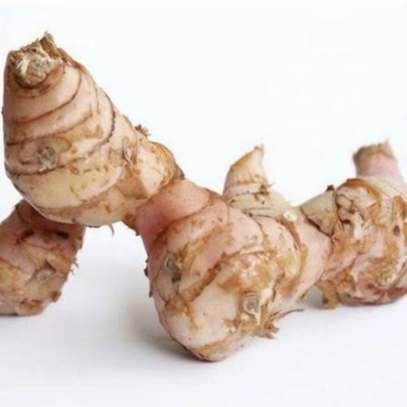 

LENGKUAS/LAOS MUDA FRES/DICUCI BERSIH/1 KG