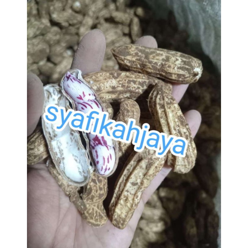 

kacang batik / kacang lurik | kacang madu 500gr, 1 kg