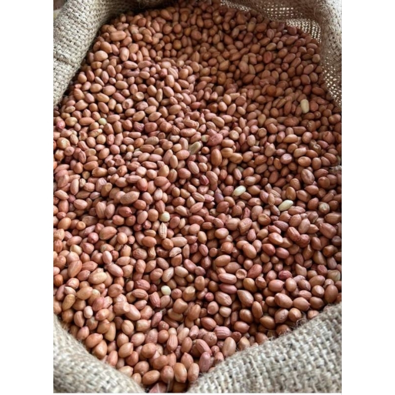 

KACANG TANAh KULIT TJ 80X90/1KGKACANG mentah